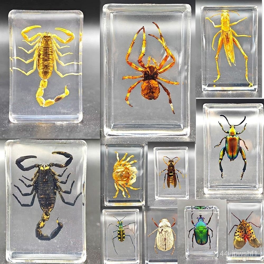 Real Insect Specimen Transparent Resin Creative Kindergarten ...