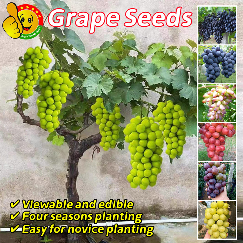100pcs Sweet Grape Seeds for Planting Fruit Plants Fresh Fruit Seeds ...