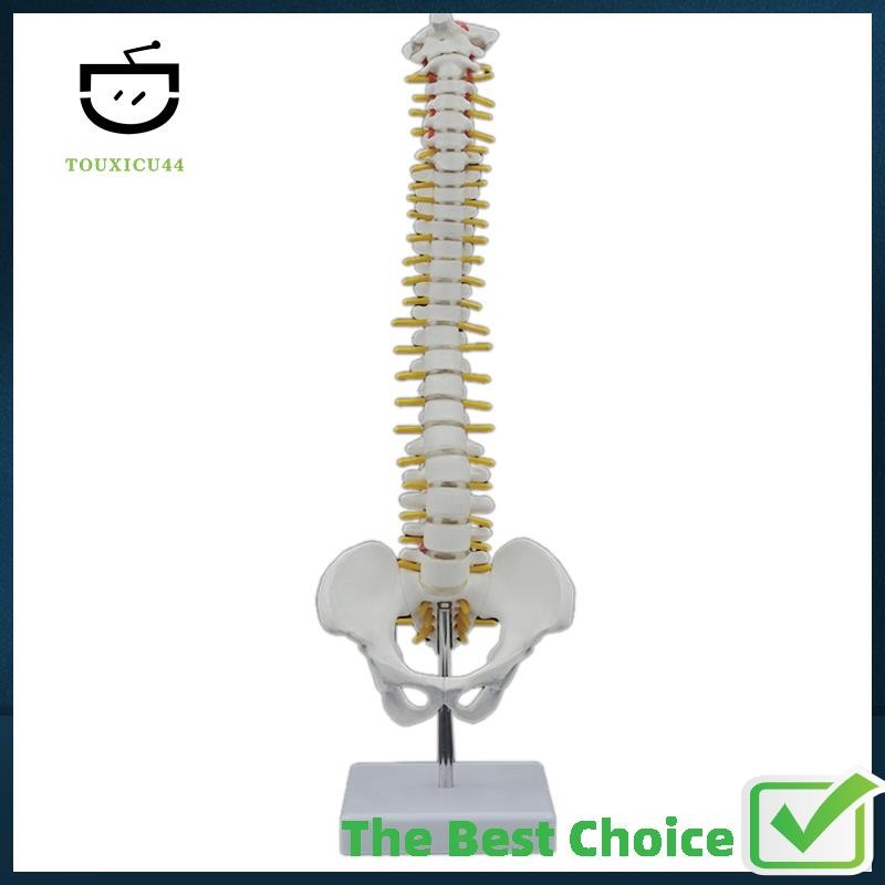 【Touxicu44】45CM Human Spine with Pelvic Model Human Anatomical Anatomy