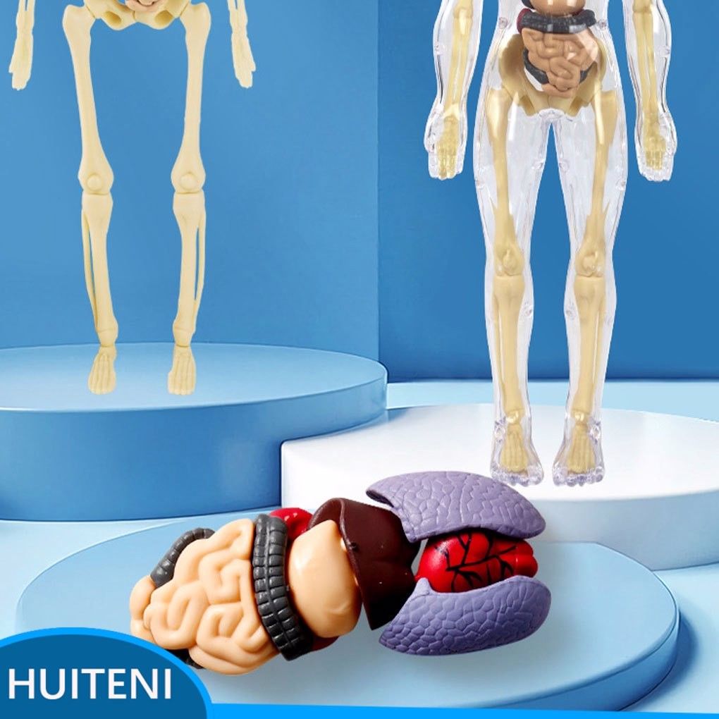 Easy To Assemble Human Body Model For Kids Stimulate Interest In ...