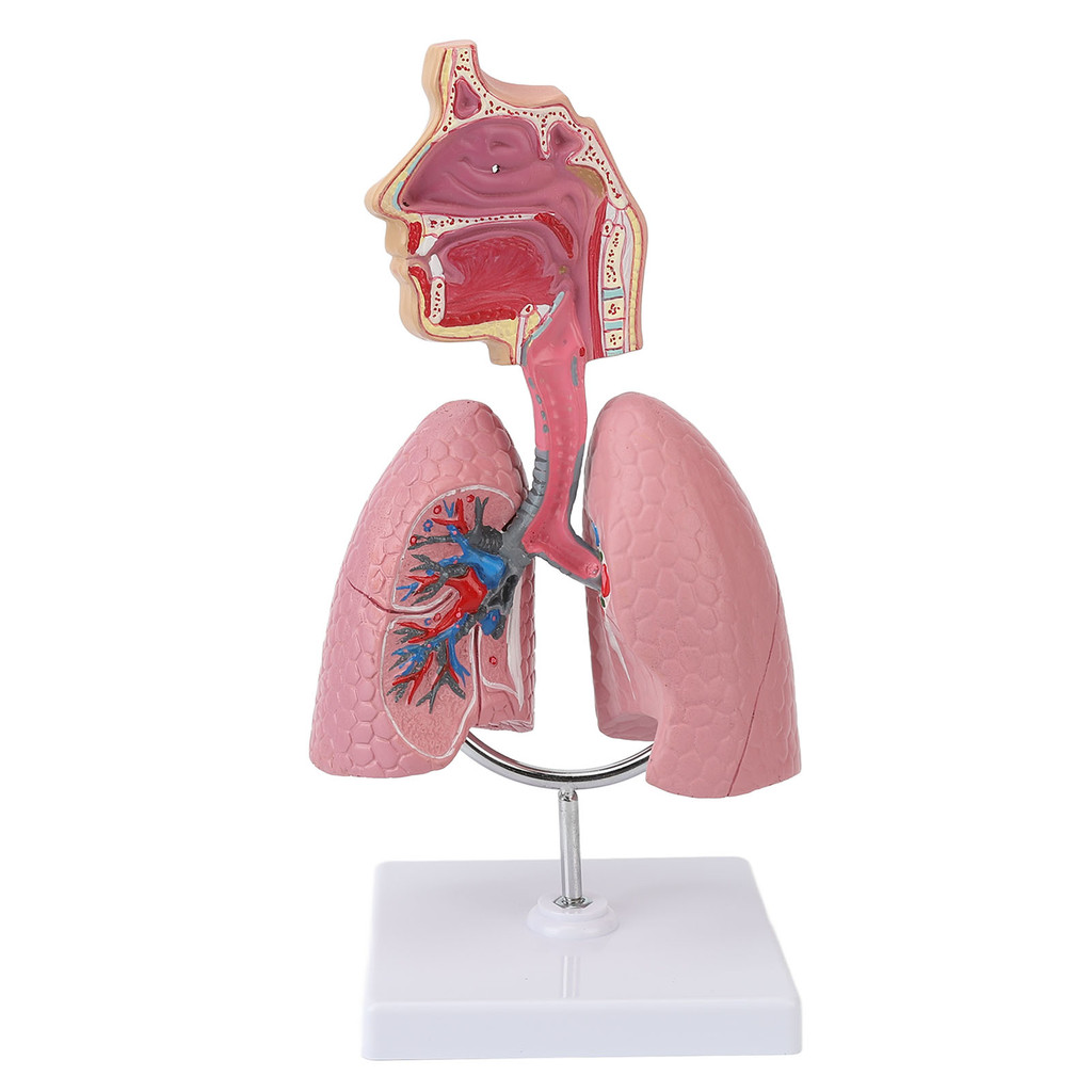 Respiratory System Model with Removable Heart Human Lung Anatomical ...