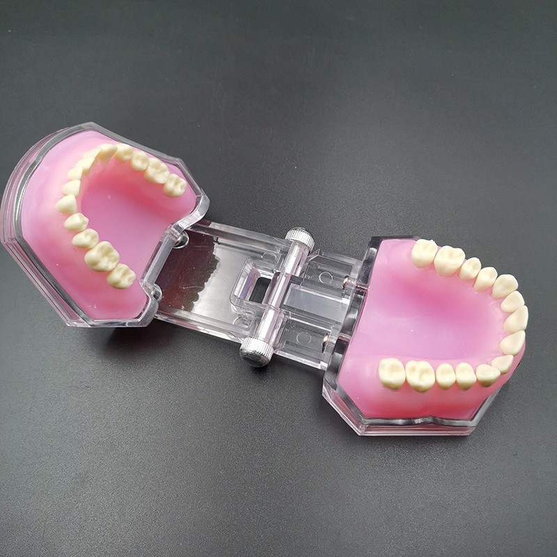 Dental Study Teaching Tooth Model Standard Model Removable Tooth Soft ...