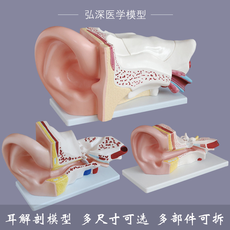 Good Quality Ear Model Human Ear Anatomy Structure Amplification Outer ...