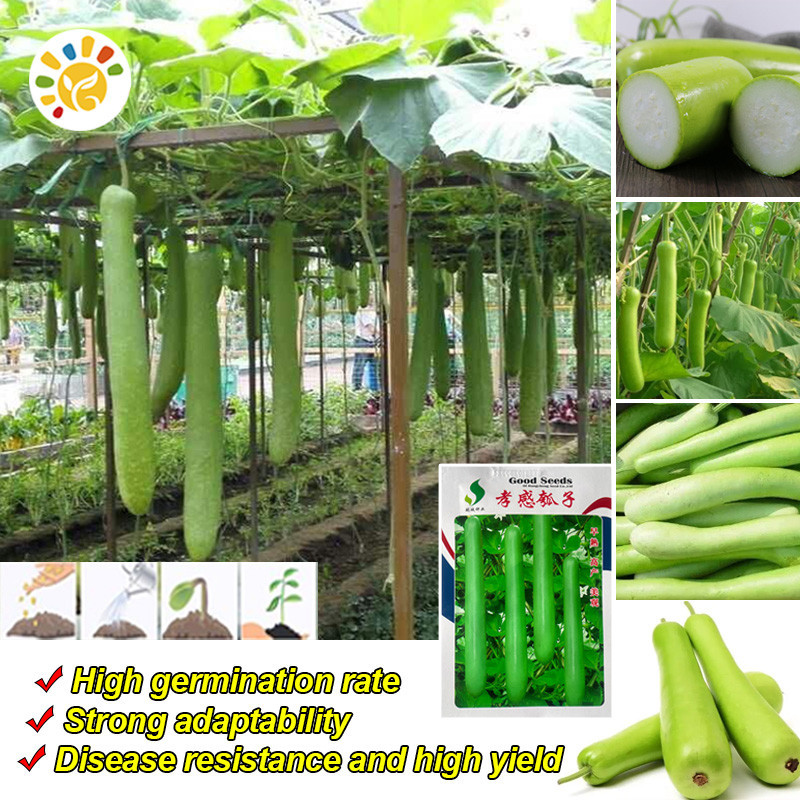 100% Original Long Bottle Gourd Seeds 25seeds Giant Long Variety Loofah ...