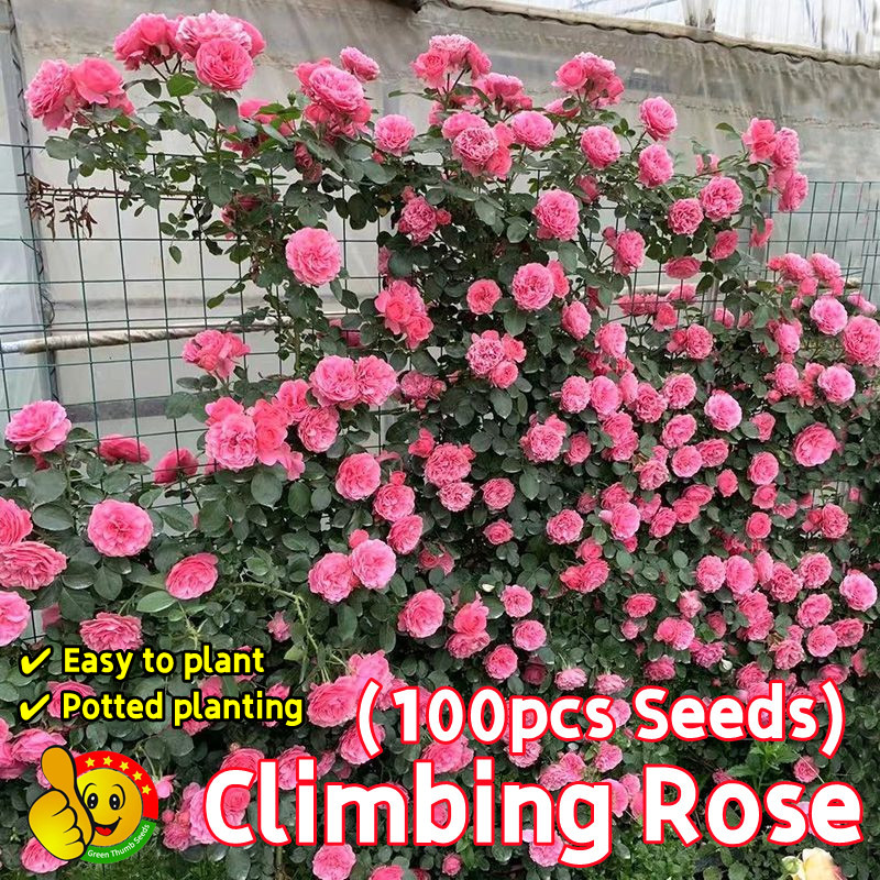 100% Original 100pcs Colorful Climbing Rose Seeds for Planting Flowers ...