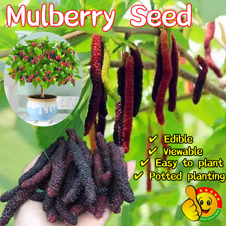 100% Original Sweet Dwarf Mulberry Seeds Rare Mulberry Fruit Seeds ...