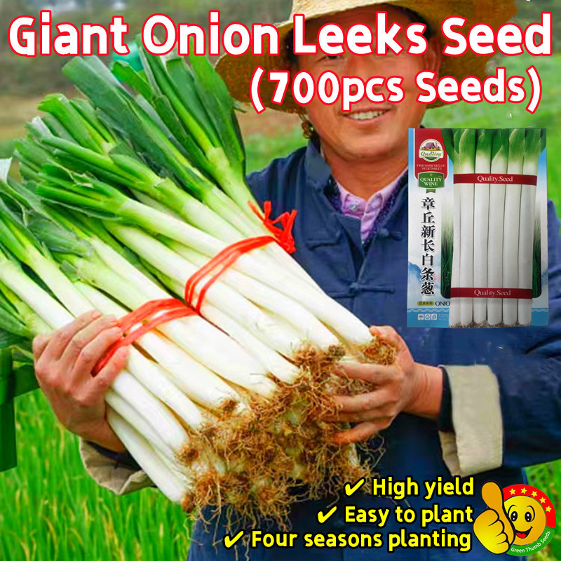 100 Original Giant Onion Leeks Seeds for Sale Fresh 700pcs F1 Spring