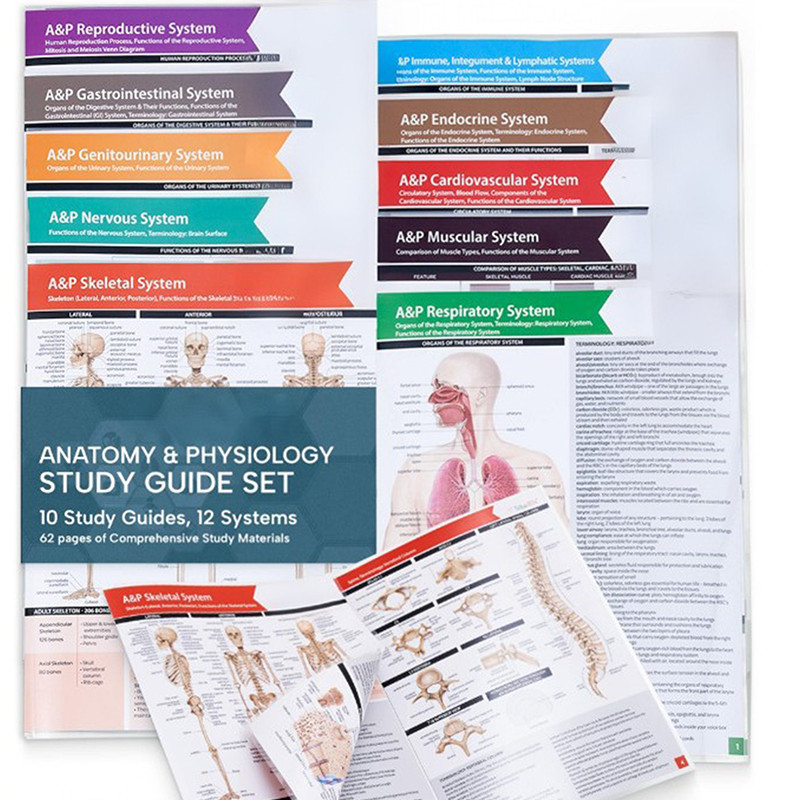 [wellstay1] Anatomy & Physiology Study Guides - Set Of 10 Human Anatomy ...