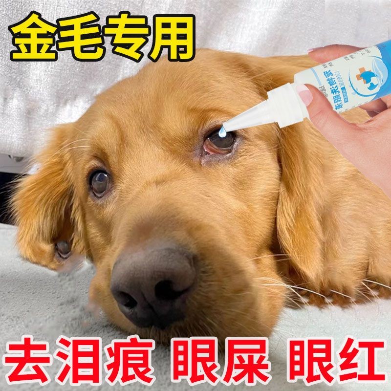 Golden Retriever Eye Drops Eye Washing Dogs Tears Strawer Ar Golden ...