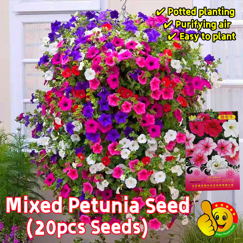 Original Petunia Flower Seeds for Sale Fresh 20pcs Petunia Seeds for