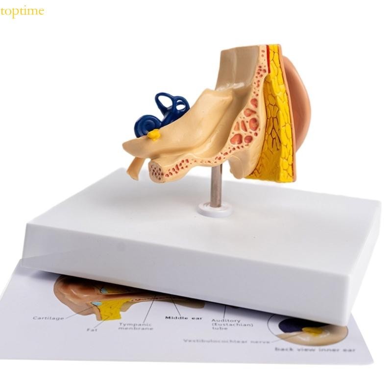 Top Human Anatomical Ear Model for Disease Study Ear Anatomy Model ...