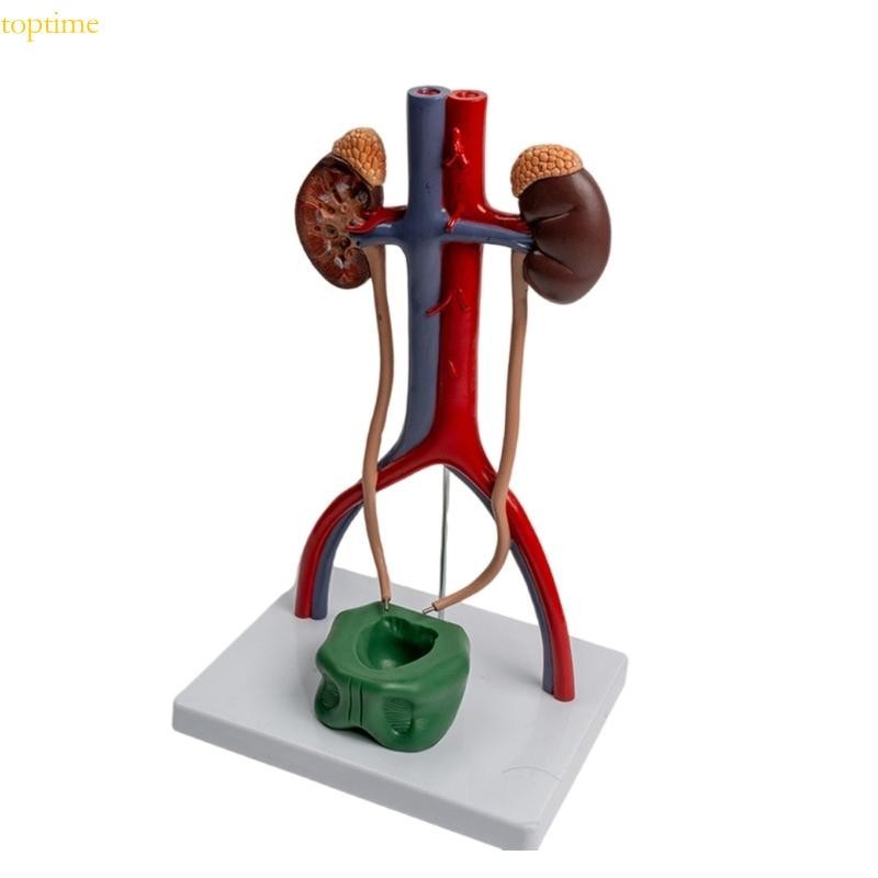 Top 1 1 Scale Human Urinary and Reproductive System Anatomy Model ...