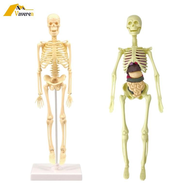 [{COD}] Human Body Model, with Human Heart and Large Intestine Model ...