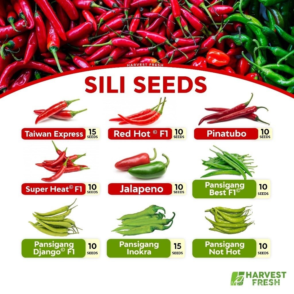 Red Hot Chili Pepper Sili Panigang Jalapeno Vegetable Seeds Taiwan