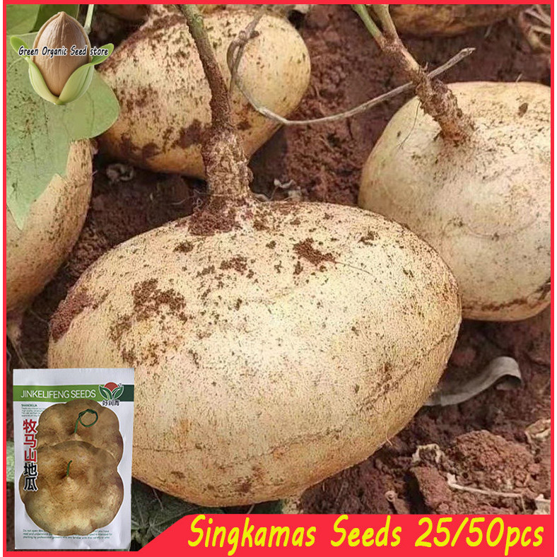Shop singkamas for Sale on Shopee Philippines