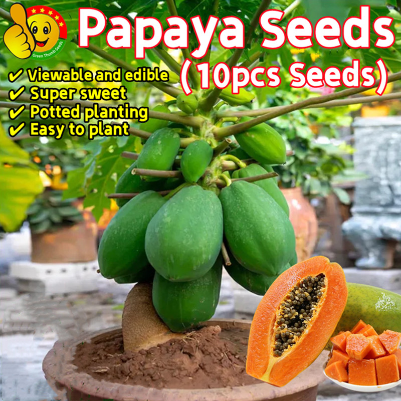 Papaya Frut Rare! Dwarf Wamanalo Papaya! Tropcal Frut Tree Seeds
