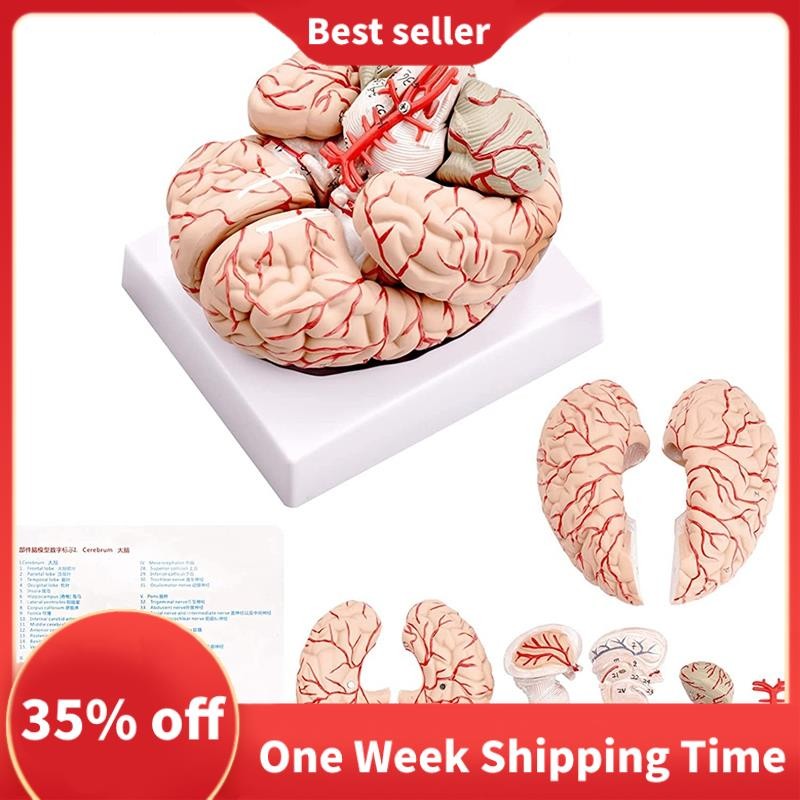 Available Human Brain Model,Life Size Human Brain Anatomy Model with ...