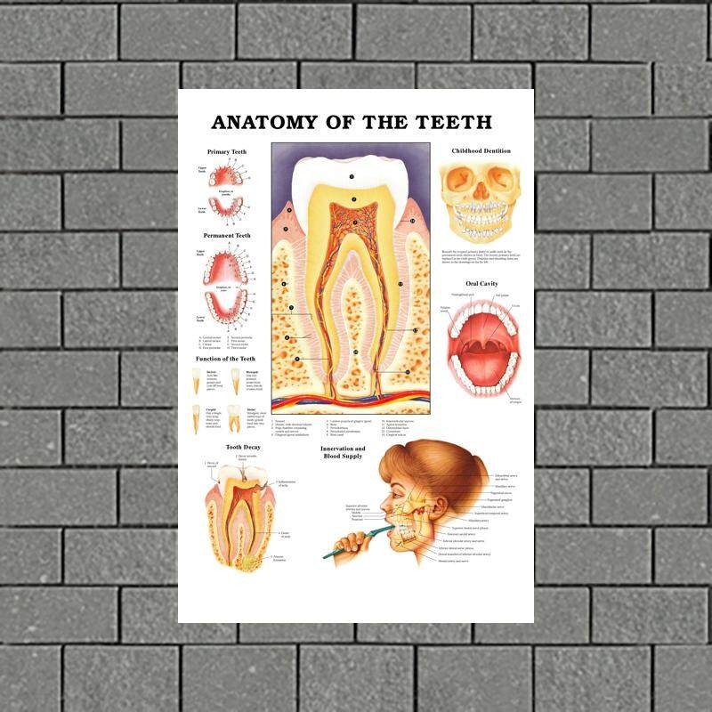 Dental Clinic Dentist Anatomy of the Teeth Mural Wall Art Pictures ...