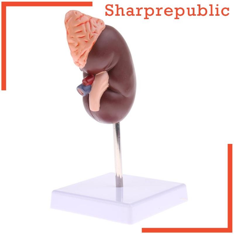 [Sharprepublic] Human Kidney Models, Lifesize Kidney with Adrenal Gland