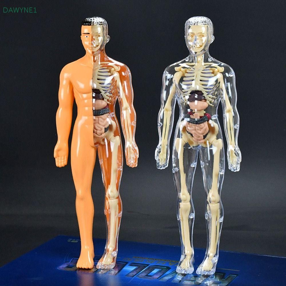 DWAYNE1 3d Human Torso Model, Plastics Transparent Science Cognitive ...