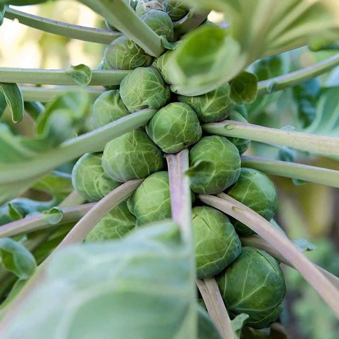 Baby Cabbage Seeds Tiny Cabbage 2gr 600 seeds Brussels Sprout 219 easy ...