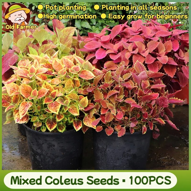 Original Mixed Color Mayana Coleus Plant Seeds for Planting Flowers ...