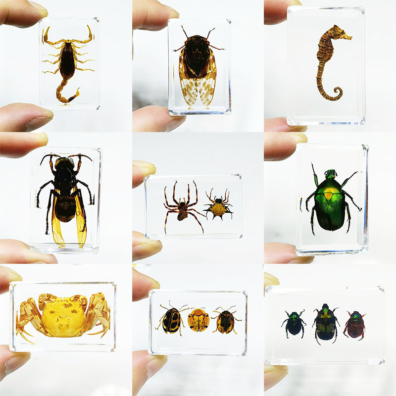 Real Insect Specimen Transparent Resin Wrapped Real Scorpion Science ...
