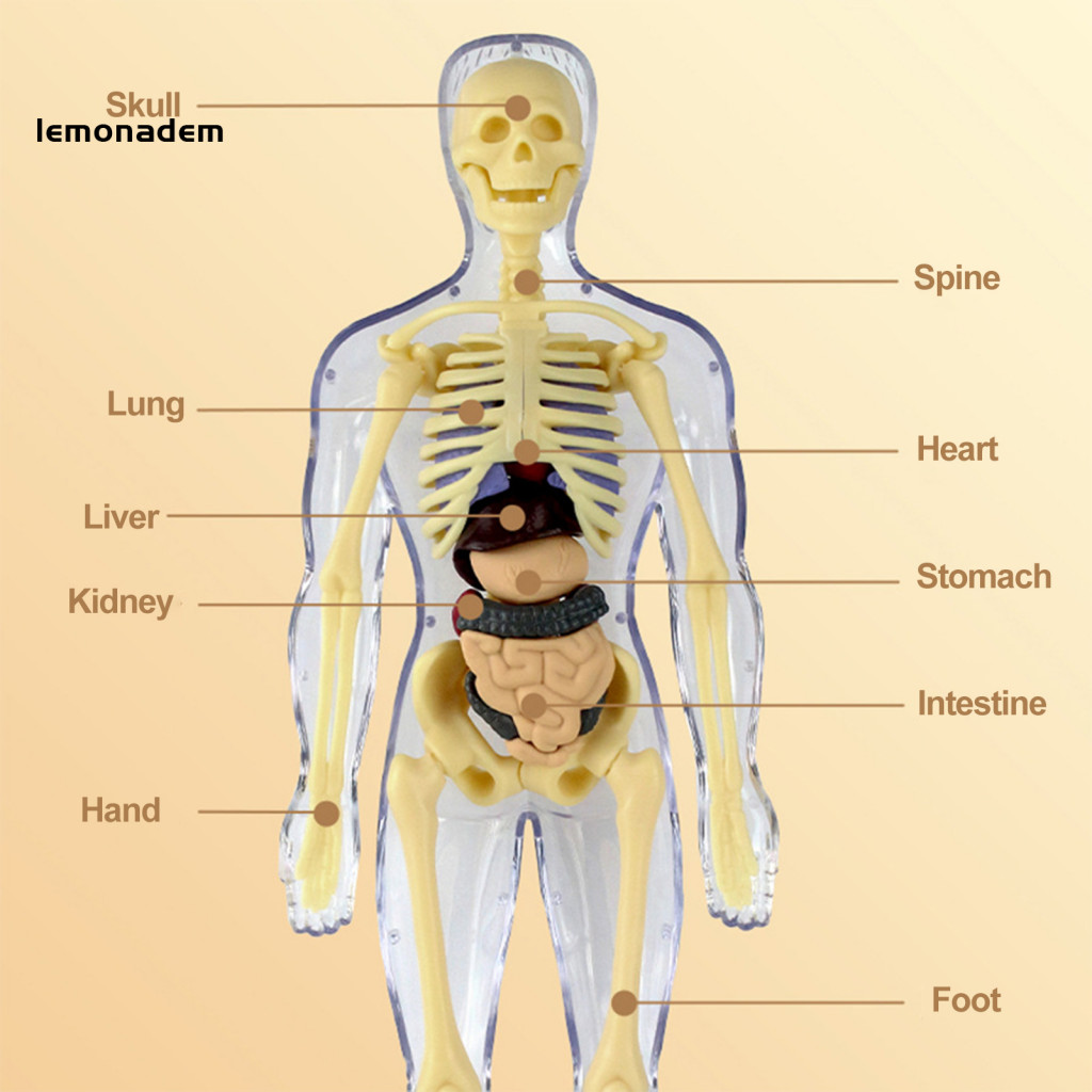 Learn about Body Systems Toy Educational Science Toy for Children Body ...