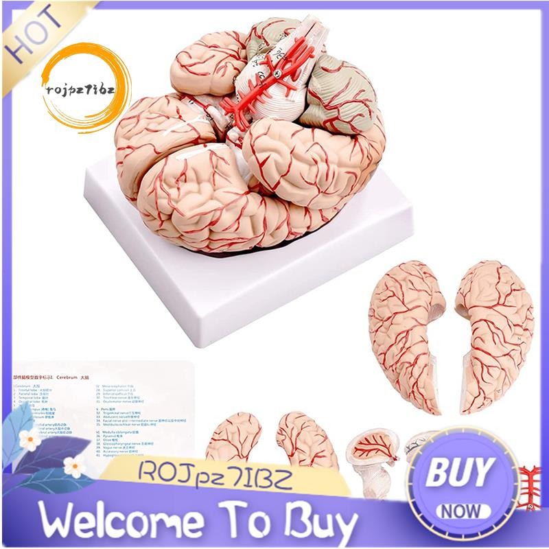 Human Brain Model,Life Size Human Brain Anatomy Model with Display Base ...