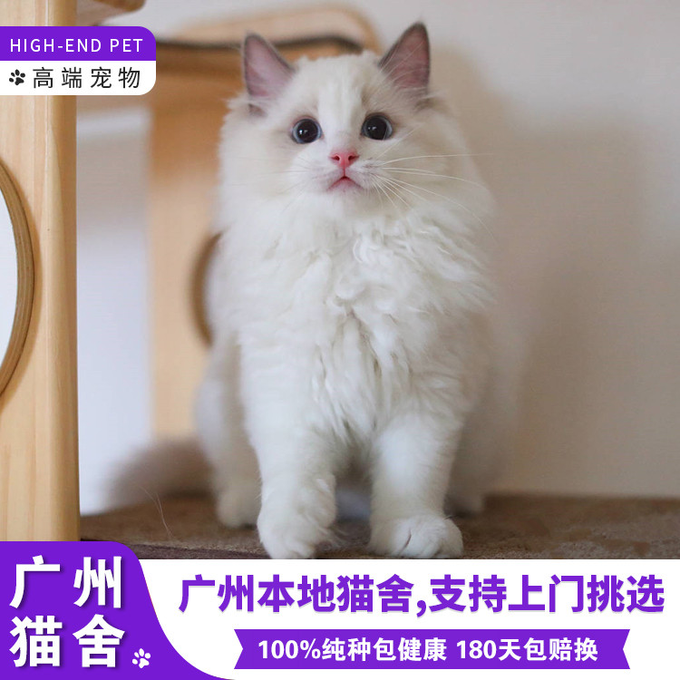 Guangzhou Selling Purebred Two-tone Ragdoll Kitten For details, please ...