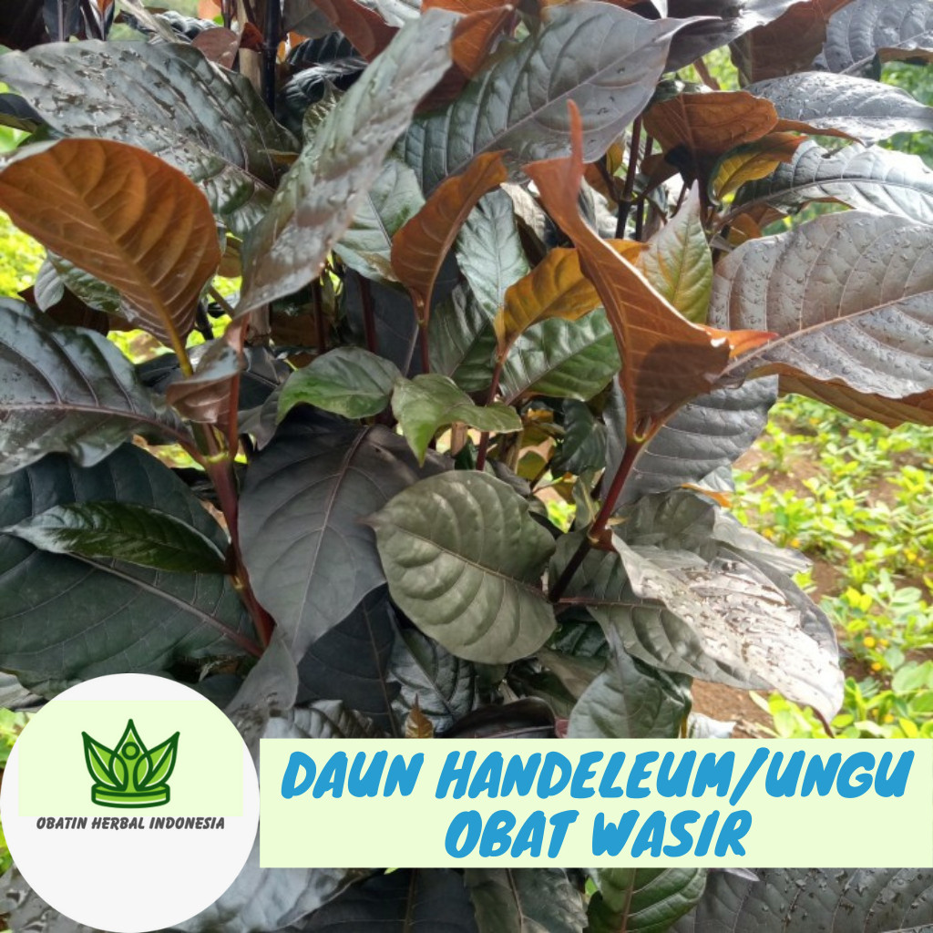 UNGU HITAM 50 Sheets of Handeuleum Leaves Purple Leaves Hemorrhoid ...