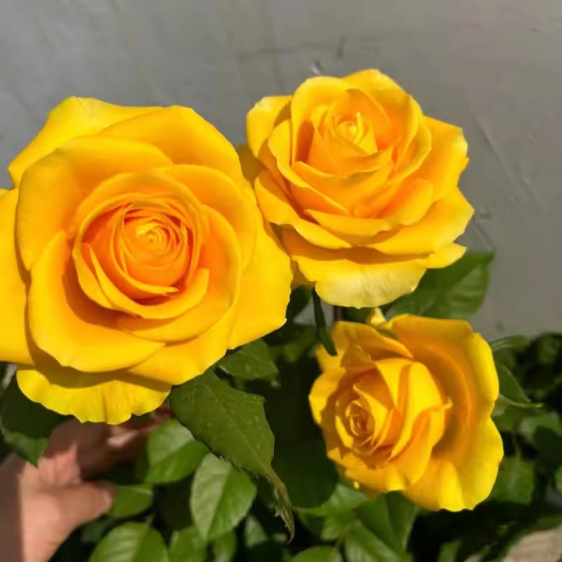 20 pcs/pack Yellow Rose Flower Seeds for Gardening Fragrant Flowering ...