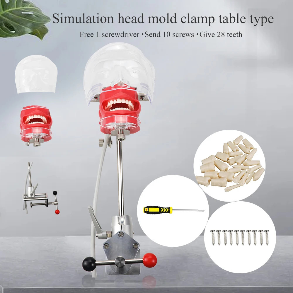 Dental Simulator Manikin Phantom Dental Phantom Head Model with 28Pcs ...