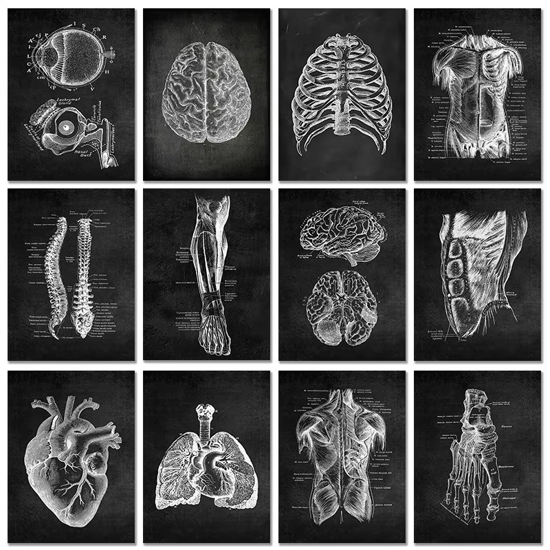Anatomy of Human Body Posters Medical Clinic Wall Art Medicine ...