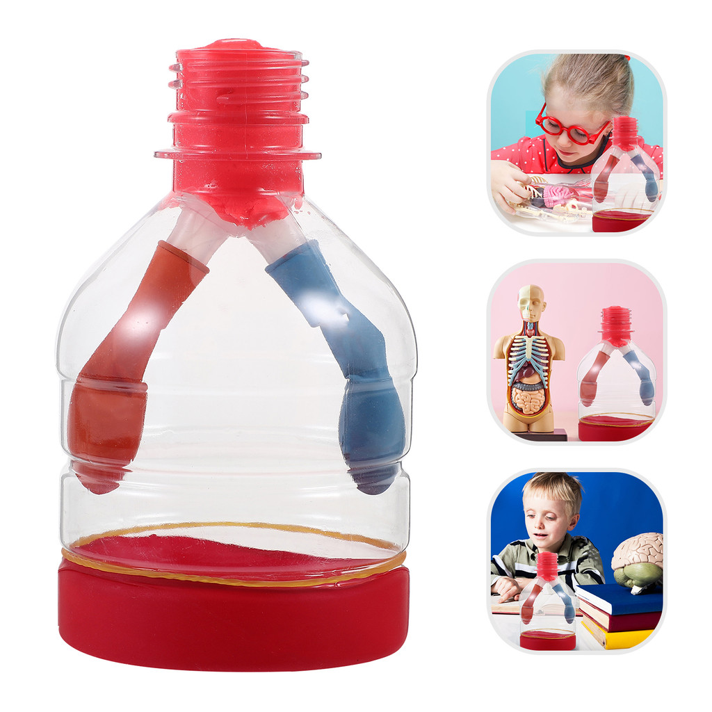 GG+Loesywig Lung Breathing Model Kids Toys Display Respiratory System ...
