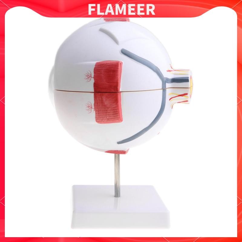 Simulation Human Eye Ball Model Medical Study Tool Lab Supply | Shopee ...