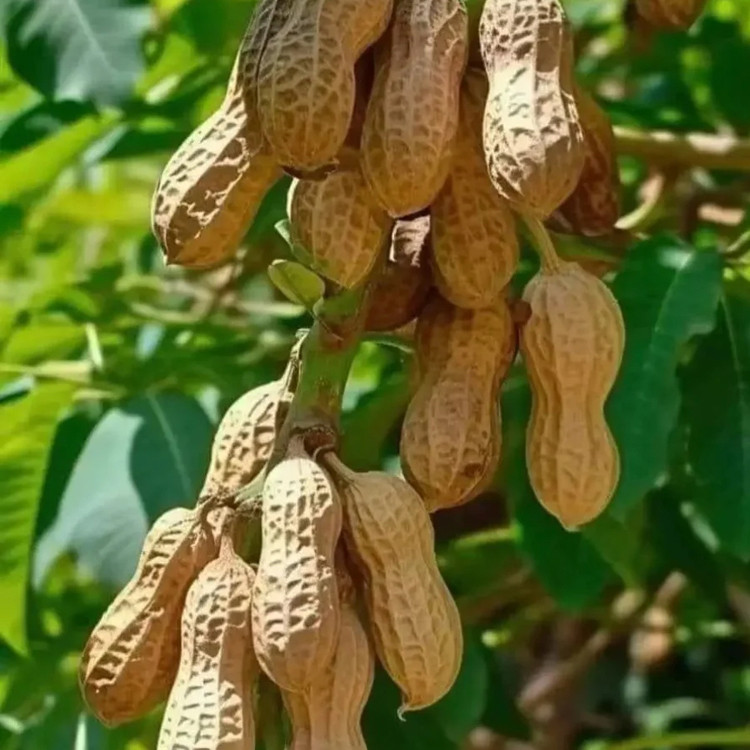 Shelled peanut seeds per mu yield 1,000 kg large grains Baisha tree ...