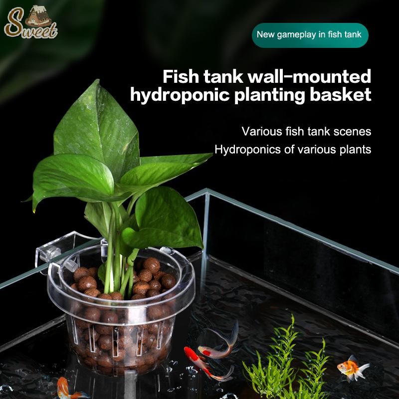 devil's ivy money plant Devil's Ivy main image 1