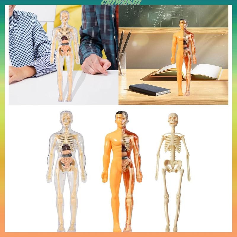 [Chiwanji1] Learning Prop Human Body Model Teaching Props Classroom ...