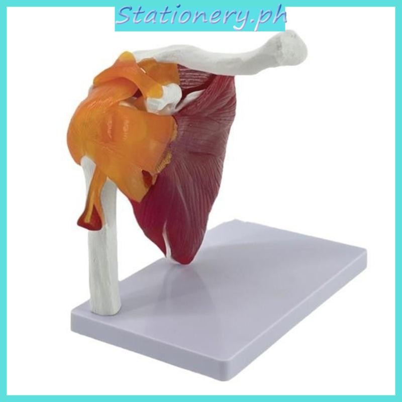 Stat Shoulder Joint Muscles Model Shoulder Model with Life Size