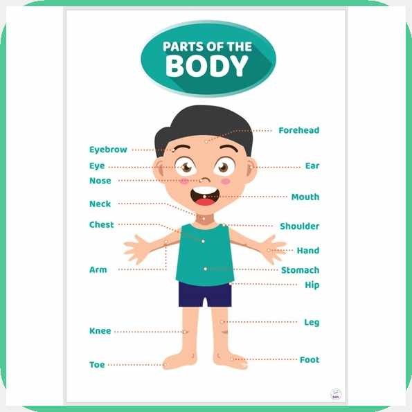 Laminated[t{BigNWchartWDPartsdxof&the&Body&(Boy)aEducational