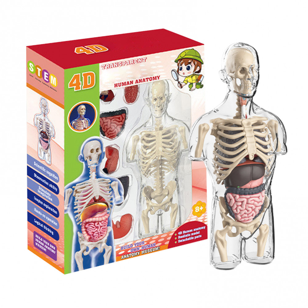 YL Human Body Model for Kids, Transparent STEM Toys Anatomy Model ...