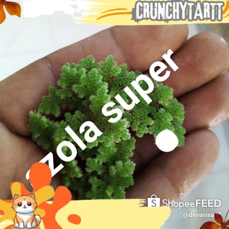 NOW AZOLA SEEDS 1KG AZOLLA DVNS SEEDS | Shopee Philippines
