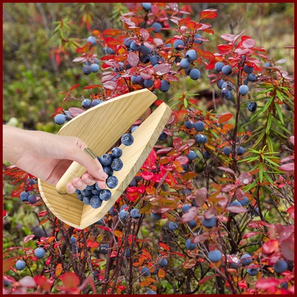 Wooden Berry Harvester Gooseberry Blackberry Picker Tool Fruit ...