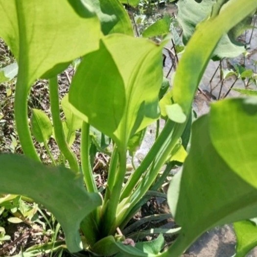 Vegetable seeds, genjer seeds #fyp | Shopee Philippines
