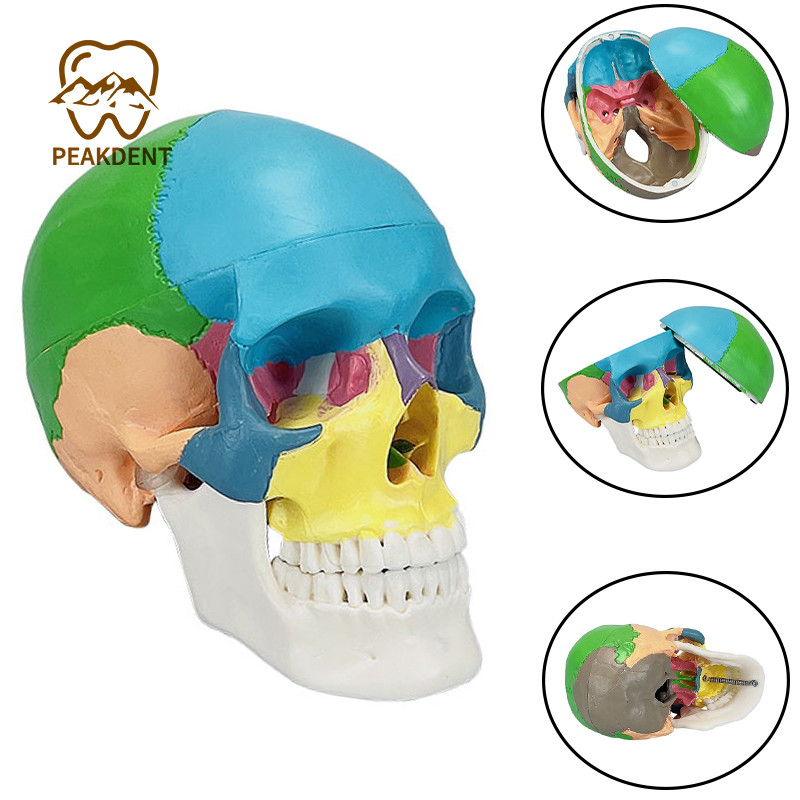 Life Size Colorful Human Skull Model 22 Parts Removable Anatomical Anatomy Medical Skeleton Head Teaching Supplies