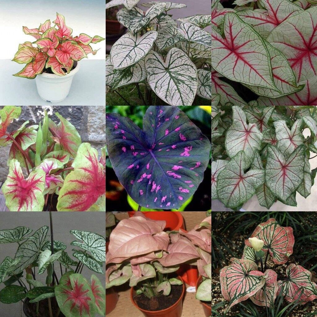 100pcs Mixed Color Caladium Seeds Bonsai Seeds Garden Flower Plants ...