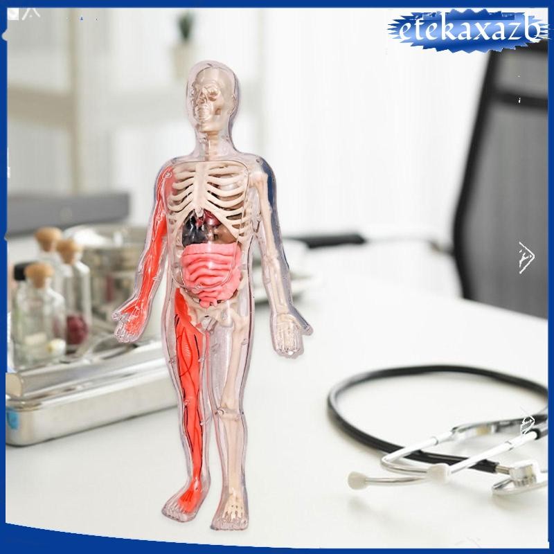 [etekaxazb] Human Body Skeleton Model DIY Skeleton Toy 3D Puzzle ...
