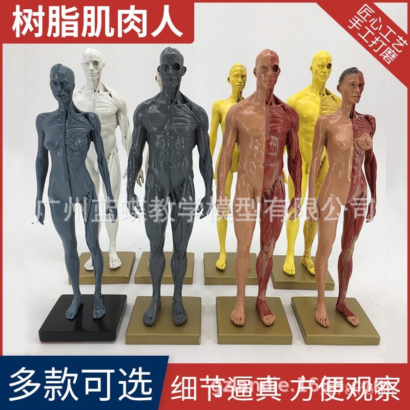 30cm Anatomical Structure Model of Human Muscle and Bone Art Graphic ...