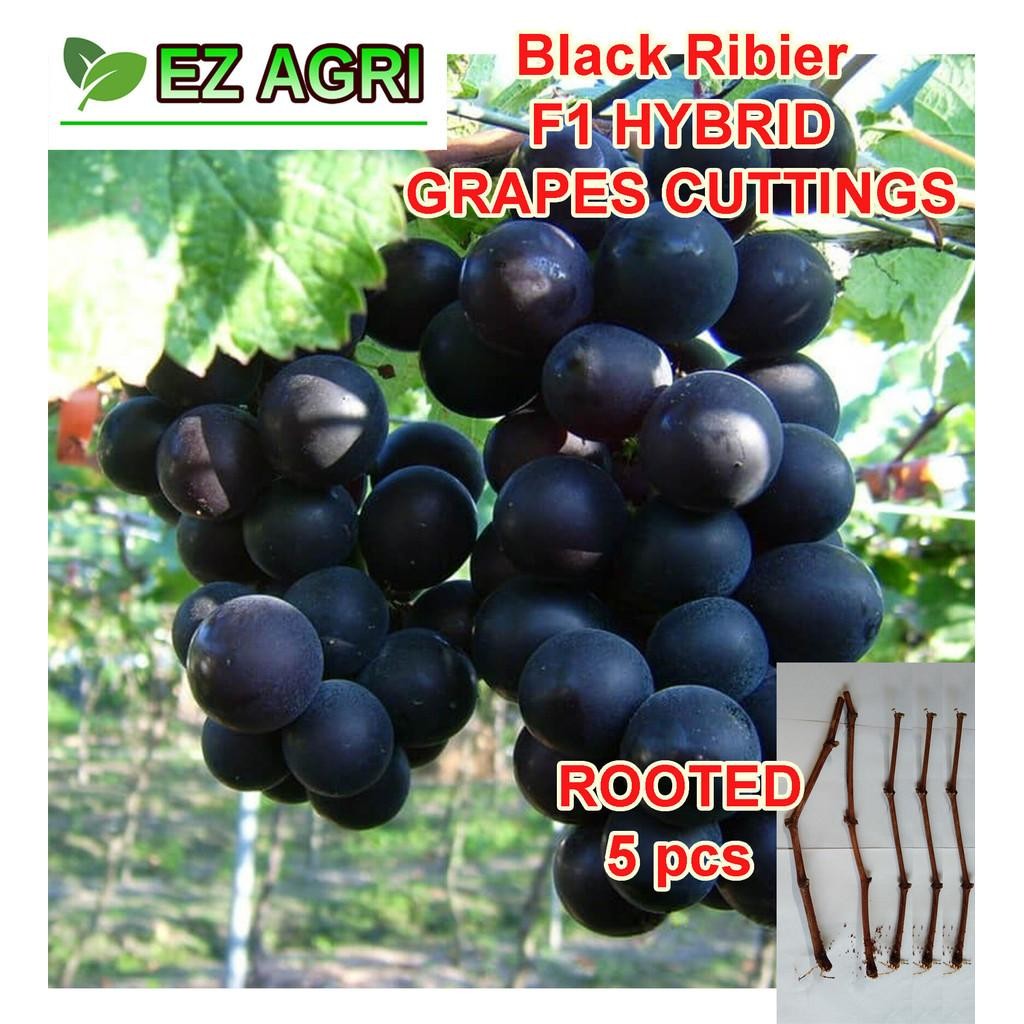 5 pcs rooted callus BLACK RIBIER GRAPE CUTTING AS PLANTING seedless ...